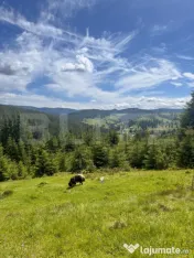 Teren partial intravilan ,9700 mp Oportunitate ,Belis 