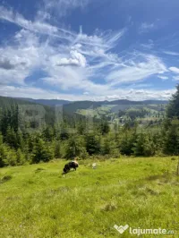 Teren partial intravilan ,9700 mp Oportunitate ,Belis 