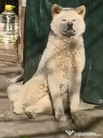 Akita Inu Mascul