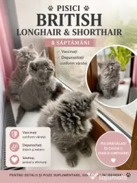 British  shorthair si longhair 