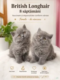 British shorthair si longhair
