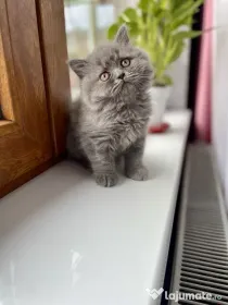 British shorthair si longhair