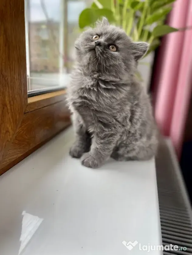 British shorthair si longhair