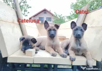 Catel si Cateluse Ciobanesc Belgian Malinois