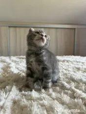 Scottish fold 
