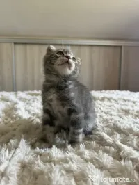 Scottish fold 