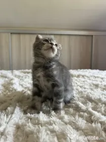 Scottish fold