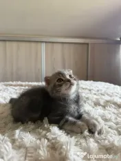 Scottish fold 