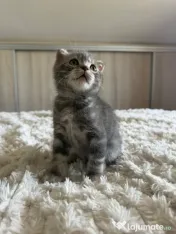 Scottish fold 