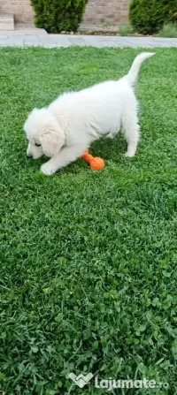 Golden retriever 