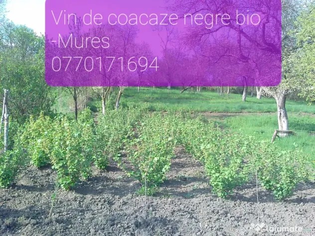 Vin din coacaze negre ecologice, bio traditional.