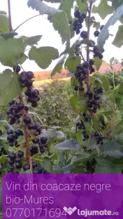 Vin din coacaze negre ecologice, bio traditional. 