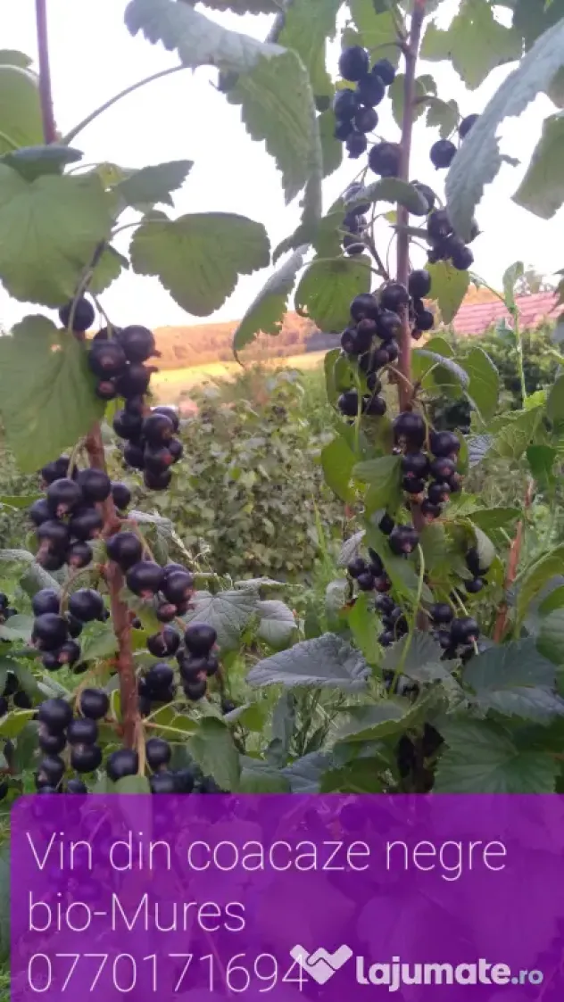 Vin din coacaze negre ecologice, bio traditional.
