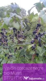 Vin din coacaze negre ecologice, bio traditional. 