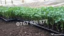 Rasad tomate rosii vinete castraveti ardei 2026 | Vand Rasaduri Legume