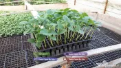 Rasad tomate rosii vinete castraveti ardei 2026 | Vand Rasaduri Legume 
