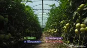Rasad tomate rosii vinete castraveti ardei 2026 | Vand Rasaduri Legume 