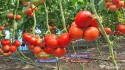 Rasad tomate rosii vinete castraveti ardei 2026 | Vand Rasaduri Legume 