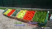 Rasad tomate rosii vinete castraveti ardei 2026 | Vand Rasaduri Legume 