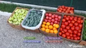 Rasad tomate rosii vinete castraveti ardei 2026 | Vand Rasaduri Legume 