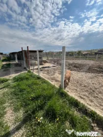 Ferma mica de animale – porci Mangalita & gaini de curte