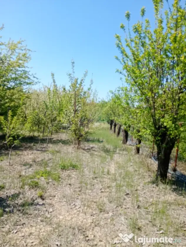 Teren extravilan 9000 mp
