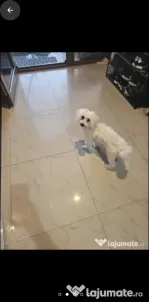 Tobi Bișon Maltez