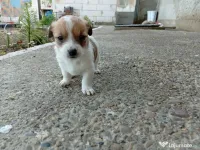 3 Cățeluși Bichon maltez+ Frise 
