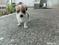 3 Cățeluși Bichon maltez+ Frise