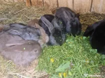 Vand iepurasi 1 luna