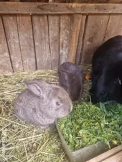 Vand iepurasi 1 luna 
