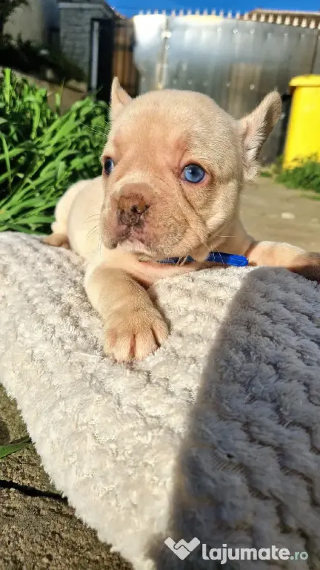 Femela Bulldog Francez