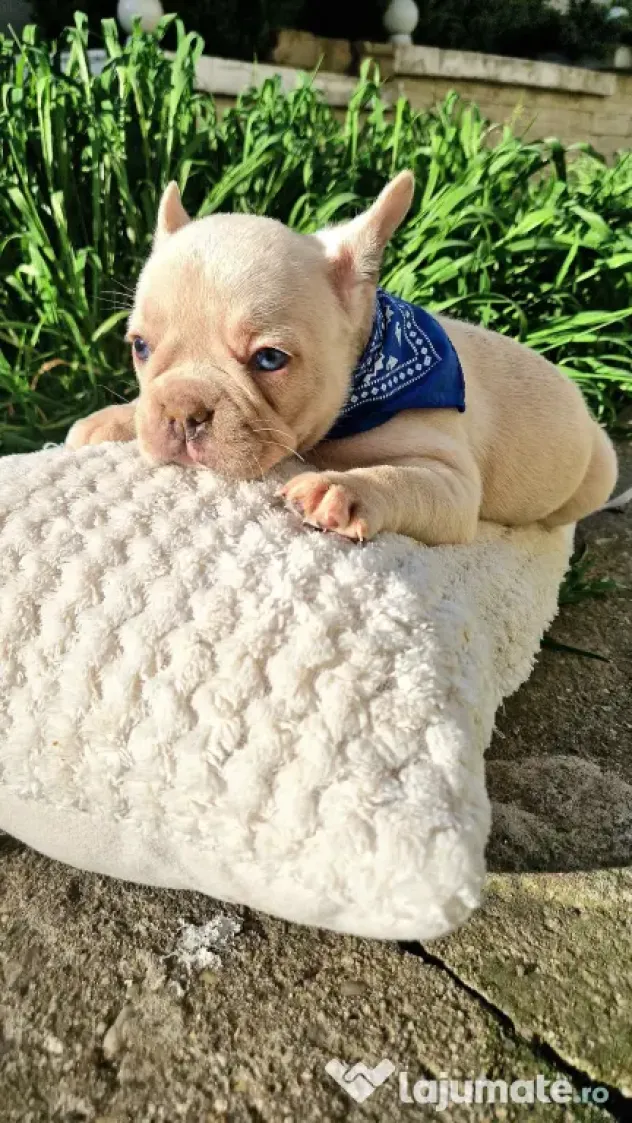 Femela Bulldog Francez