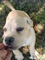 Căței Cane Corso superbi