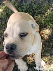 Căței Cane Corso superbi 