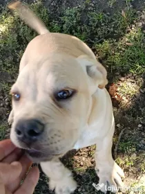 Căței Cane Corso superbi