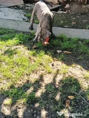 Căței Cane Corso superbi 
