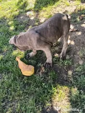 Căței Cane Corso superbi 