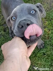 Căței Cane Corso superbi 