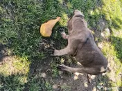 Căței Cane Corso superbi 
