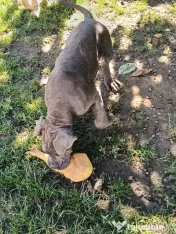 Căței Cane Corso superbi 