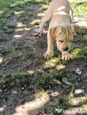 Căței Cane Corso superbi 
