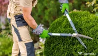 Servicii toaletare curte si gradina