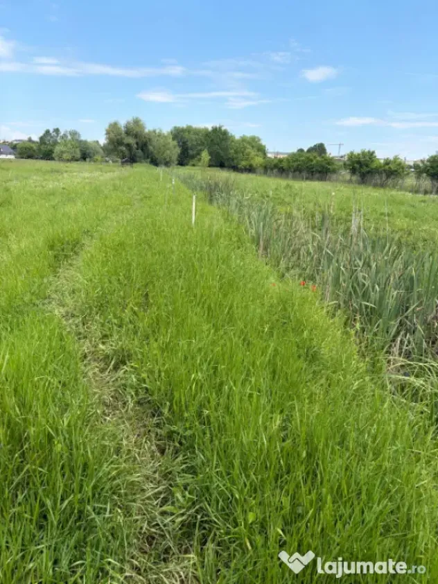 Teren de 6000mp, vizavi de gara din Filiasi cu balta cu pest