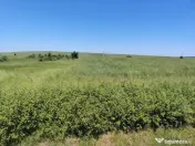 ???? Teren intravilan de vânzare – Balș / Bobicești – 