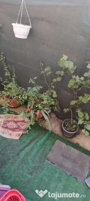 Aparatorii patriei oltenitei popesti cu gradina