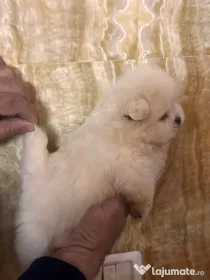 Pui Pomeranian alb mini
