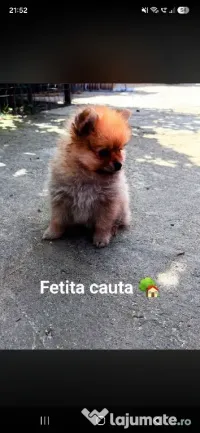 Femela Pomeranian mini toy 