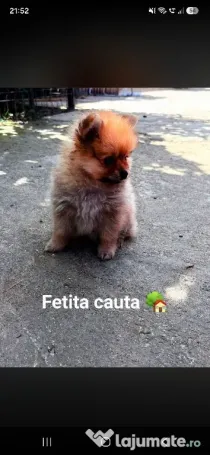 Femela Pomeranian mini toy
