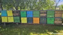 🐝 Vând inventar apicol – echipamente și stupi